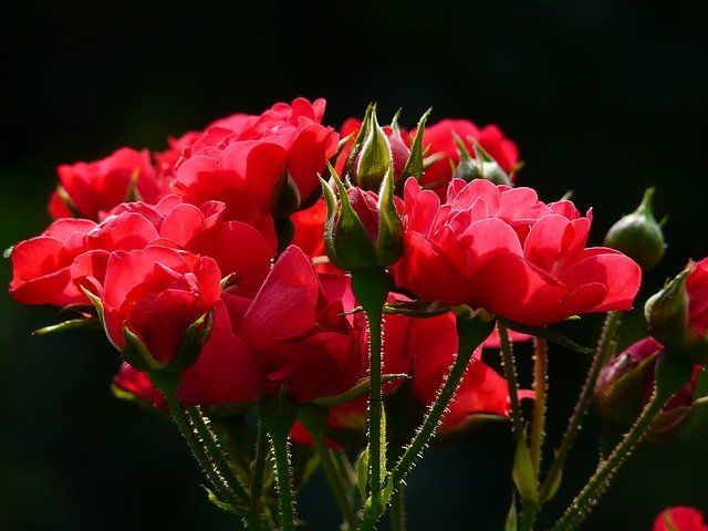 rosas rojas